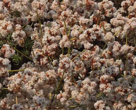 Imagem de Eriogonum fasciculatum Benth.