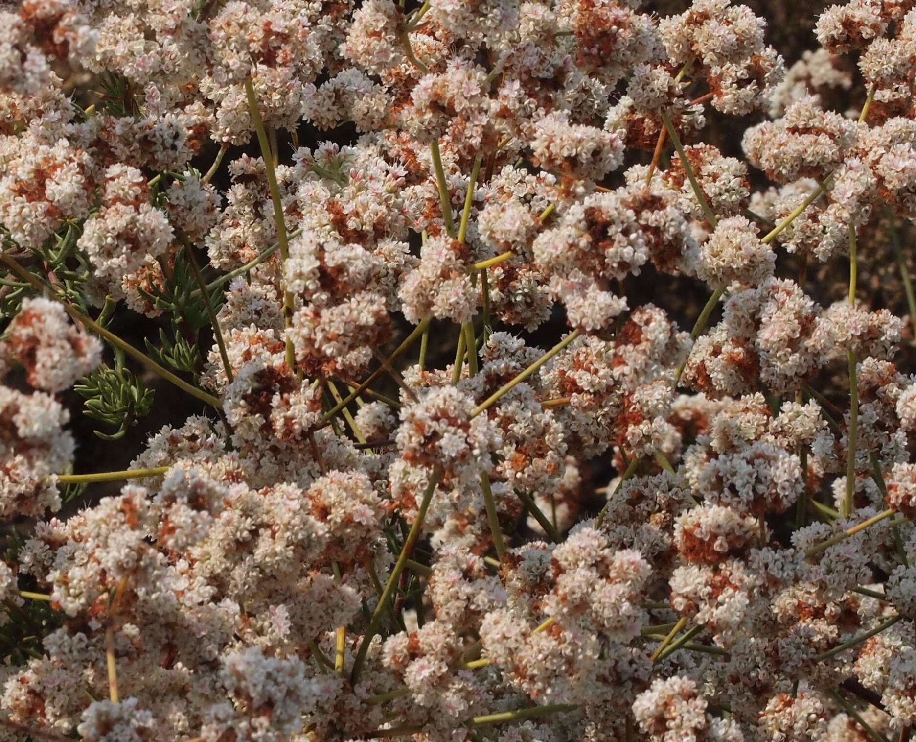 Image of California Buckwheat