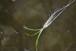 Imagem de Plantago americana (Fern.) K. Rahn