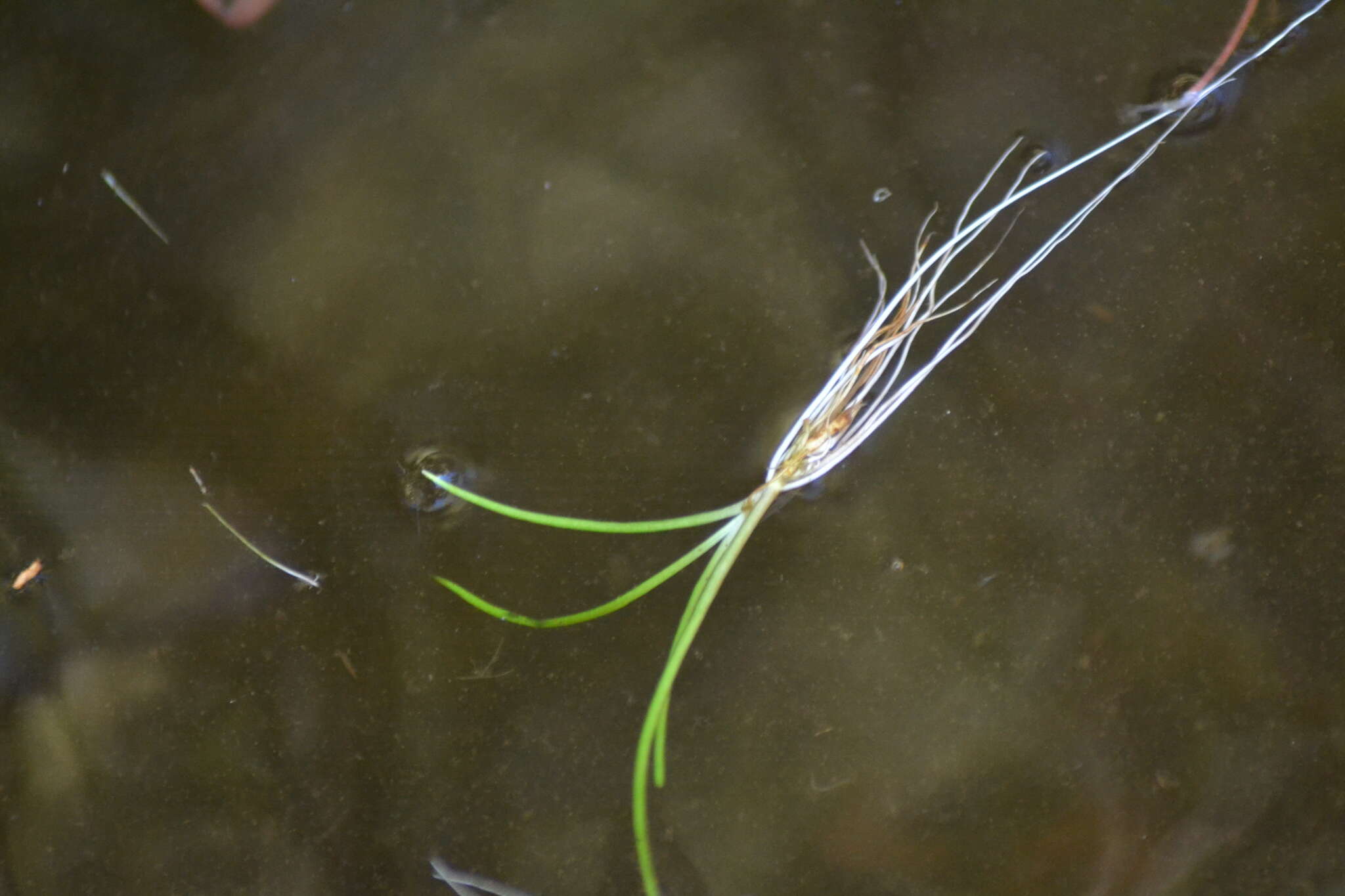 Imagem de Plantago americana (Fern.) K. Rahn