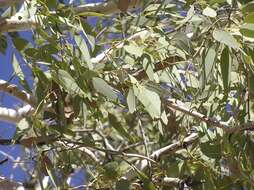 Image of Eucalyptus victrix L. A. S. Johnson & K. D. Hill