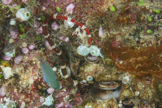 Image of Brown-banded Pipefish