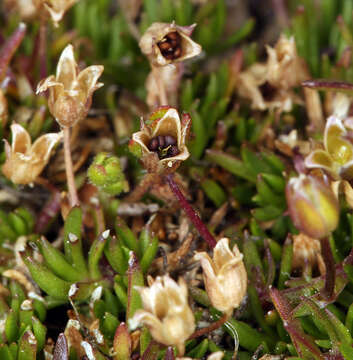 Image of Bog Stitchwort