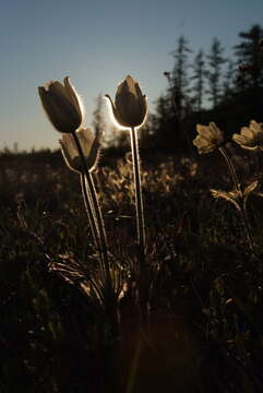 Image of Pulsatilla patens subsp. angustifolia (Turcz.) Grey-Wilson