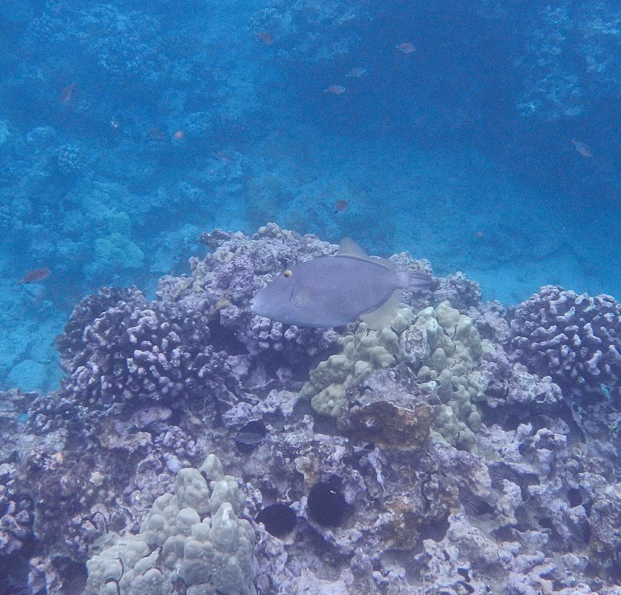 Image of Barred Filefish