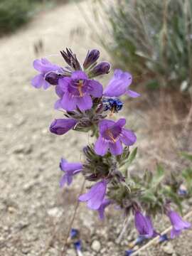 Image de Penstemon eriantherus var. whitedii (Piper) A. Nels.