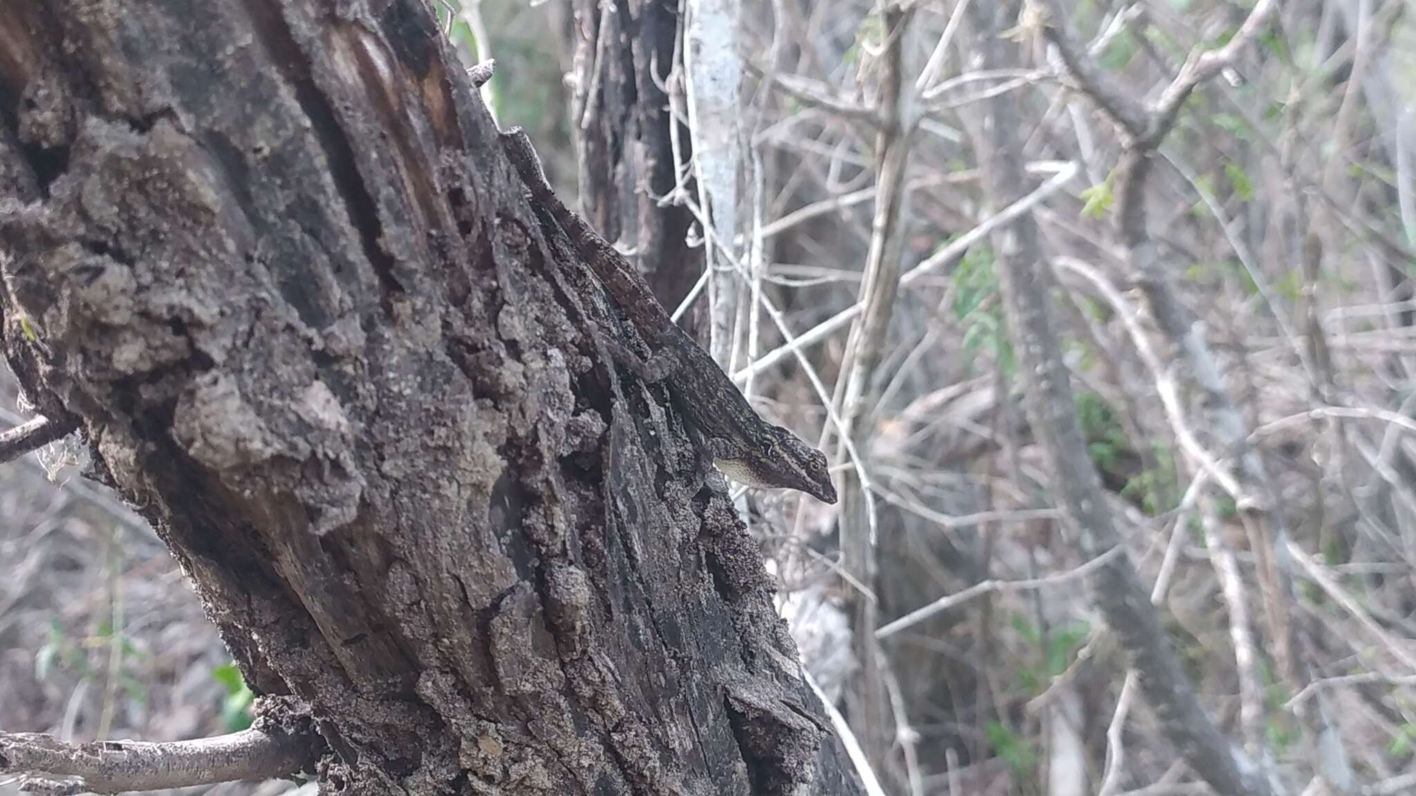 Image of Shortnose Anole