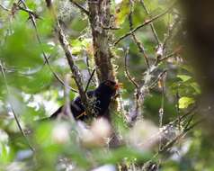 Image of Glossy-black Thrush