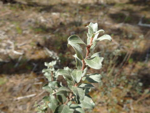 Image of creeping willow