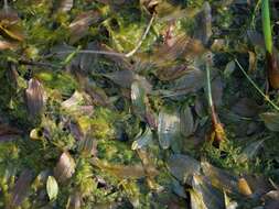 Image of Fen Pondweed