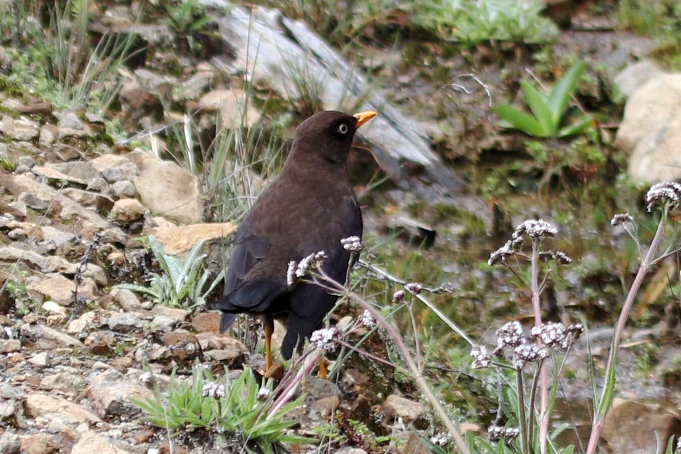 Imagem de Turdus nigrescens Cabanis 1861