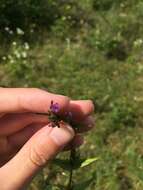 Image of Gentianella amarella var. lingulata (C. Agardh) T. Karlsson