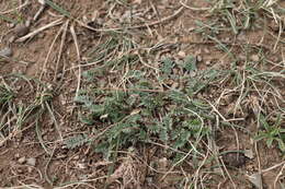 Image of Astragalus galactites Pall.