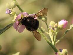 Image de Xylocopa tabaniformis pallidiventris O'Brien & Hurd 1965