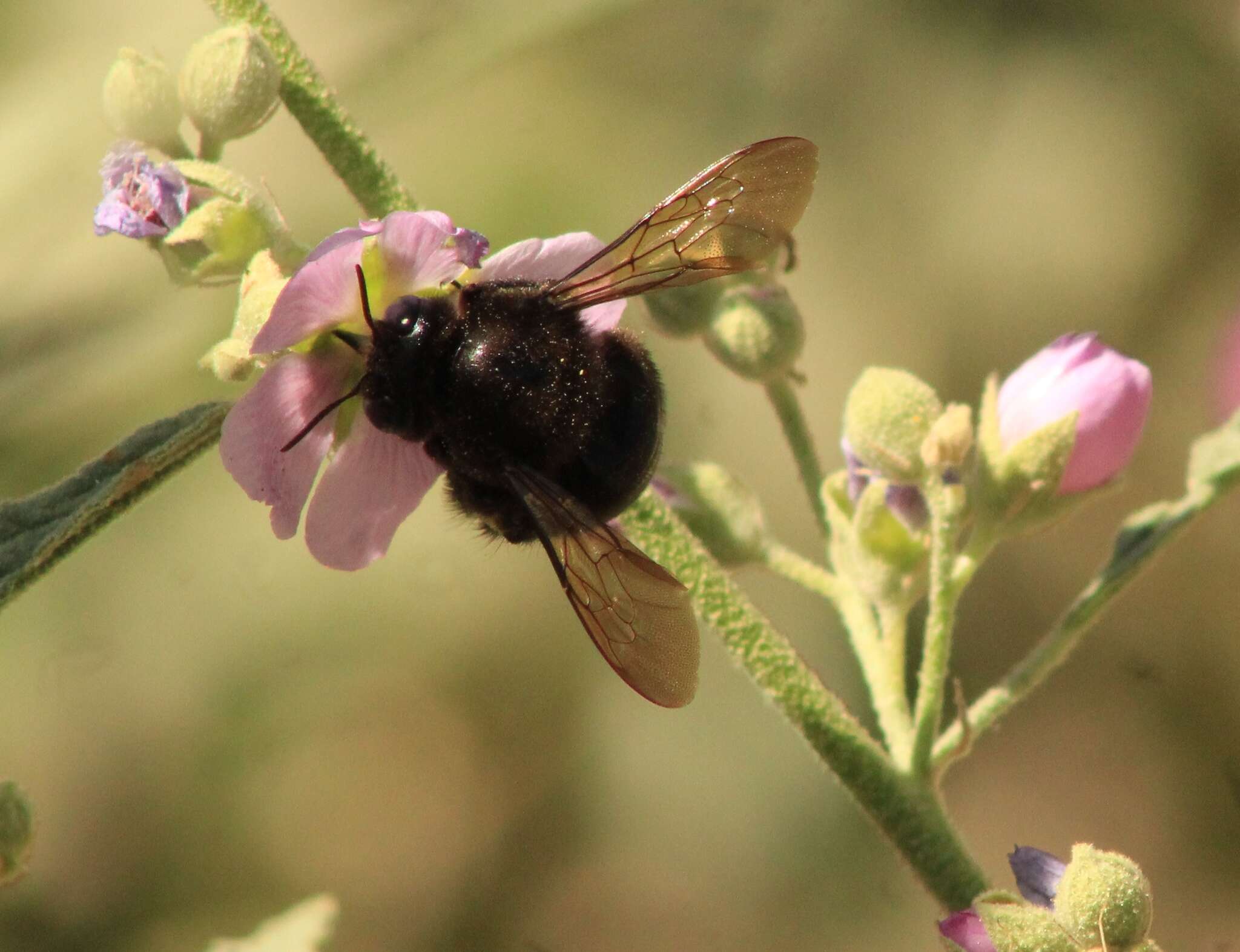 Image of Xylocopa tabaniformis pallidiventris O'Brien & Hurd 1965