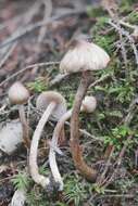 Image of Inocybe fuscodisca (Peck) Massee 1904