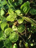 Image of autumn buttercup