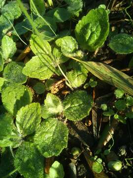 Image of Ranunculus bullatus L.