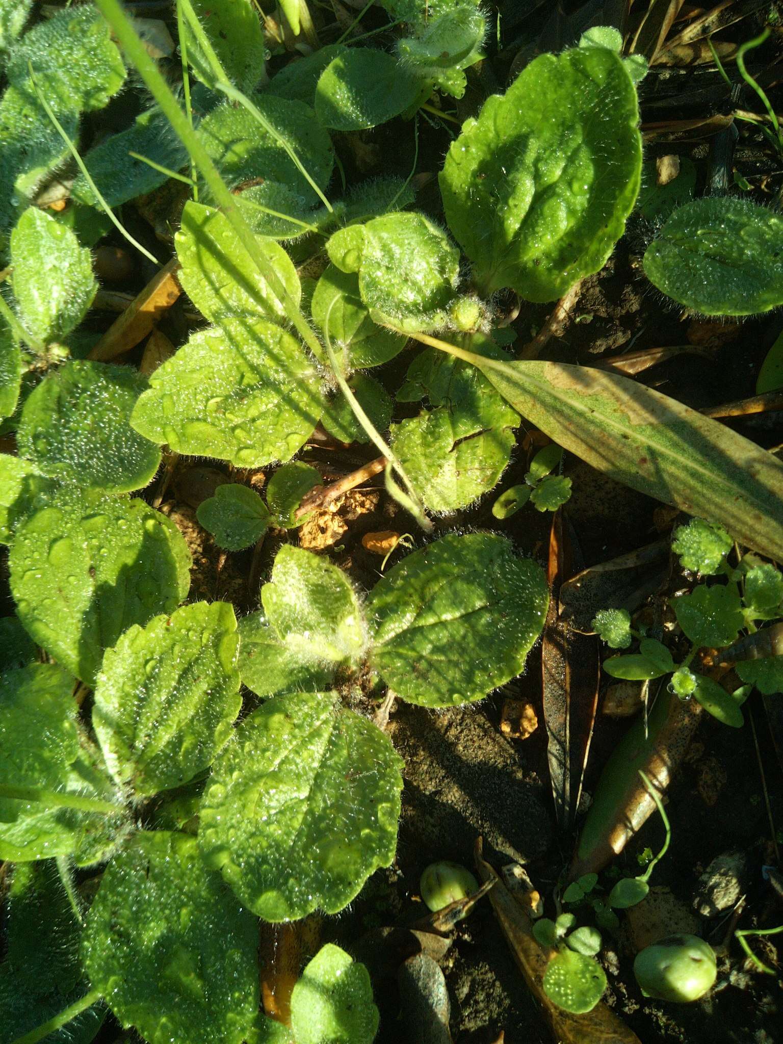 Image of autumn buttercup