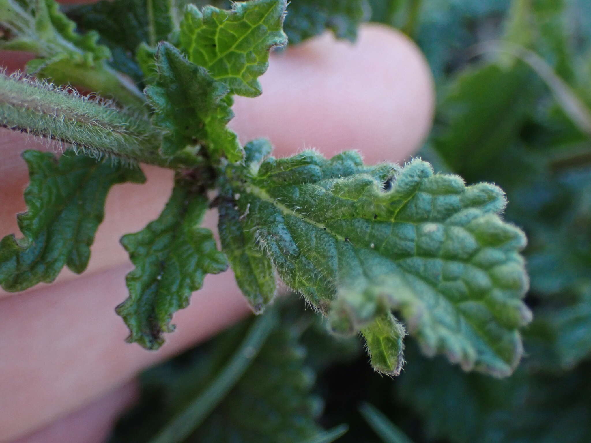 Imagem de Salvia repens Burch. ex Benth.