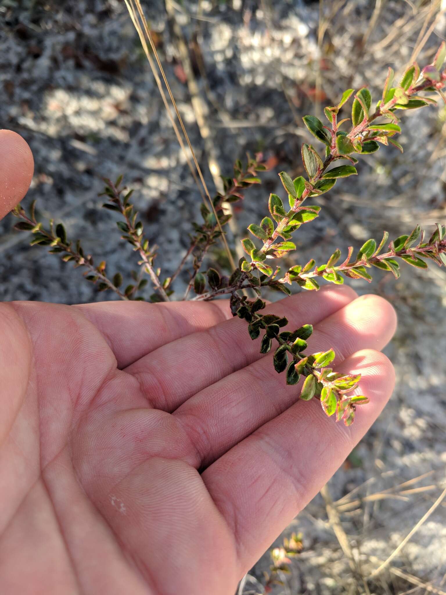 Image de Vaccinium myrsinites Lam.