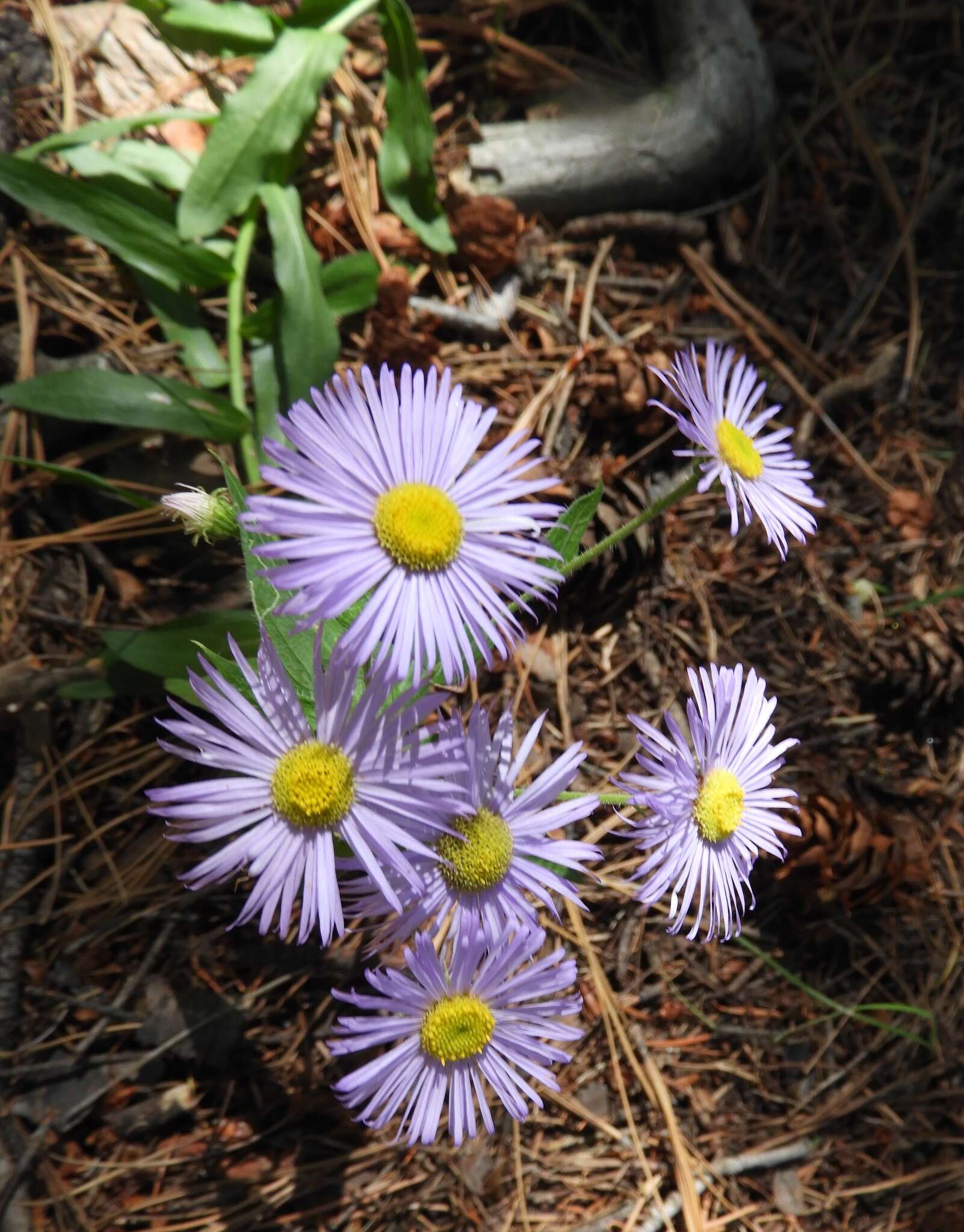 Image of aspen fleabane