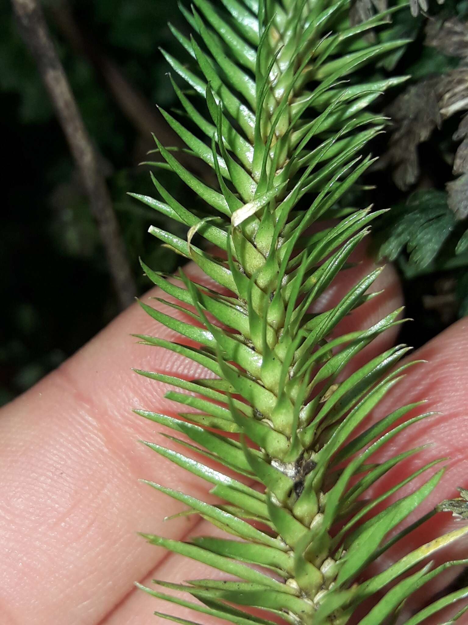 Image of rock tassel fern