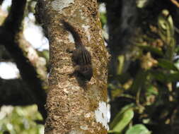 Image of Nilgiri striped squirrel