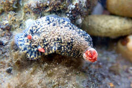 Image of Hypselodoris saintvincentius Burn 1962