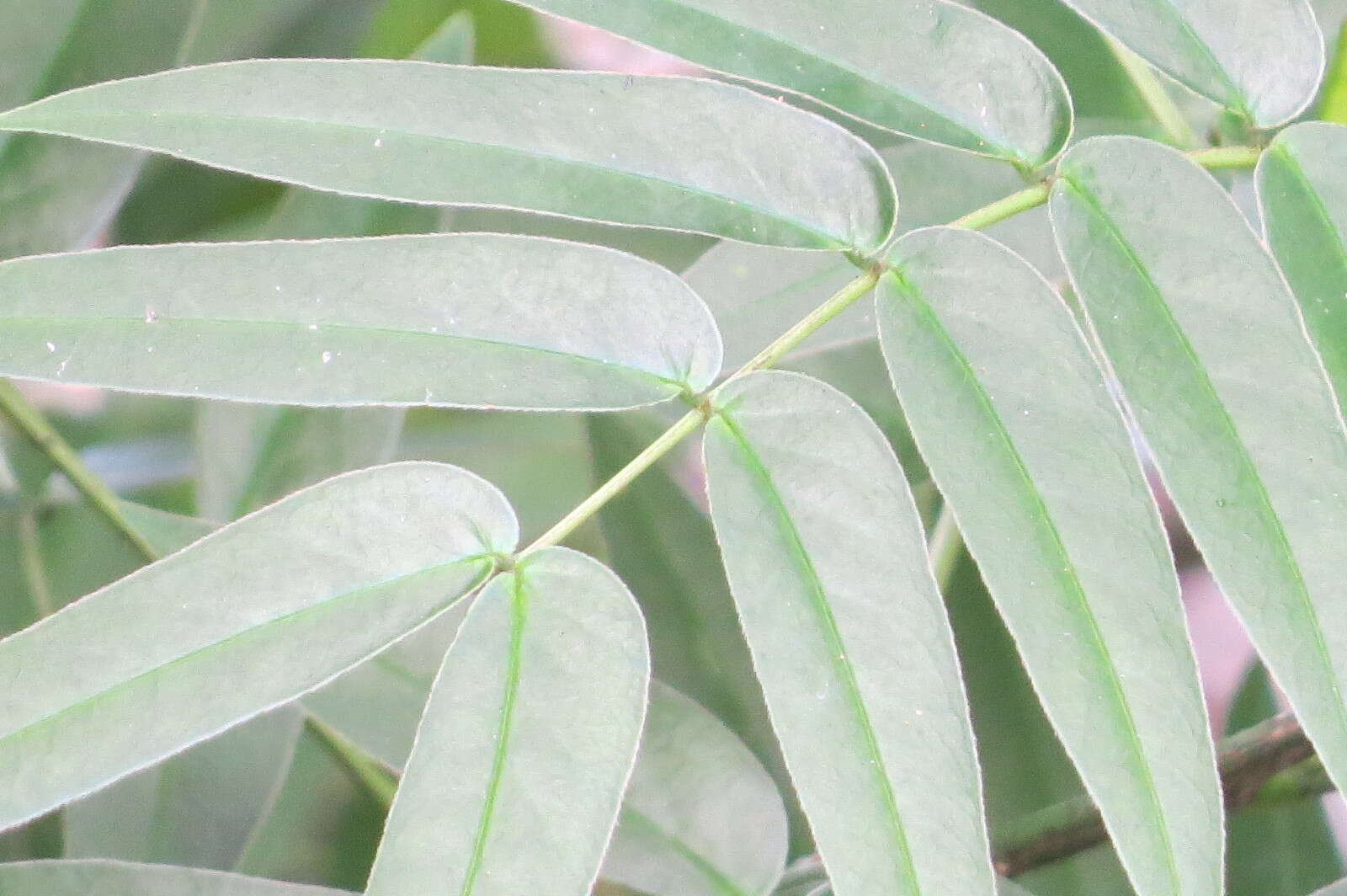 Image of privet senna