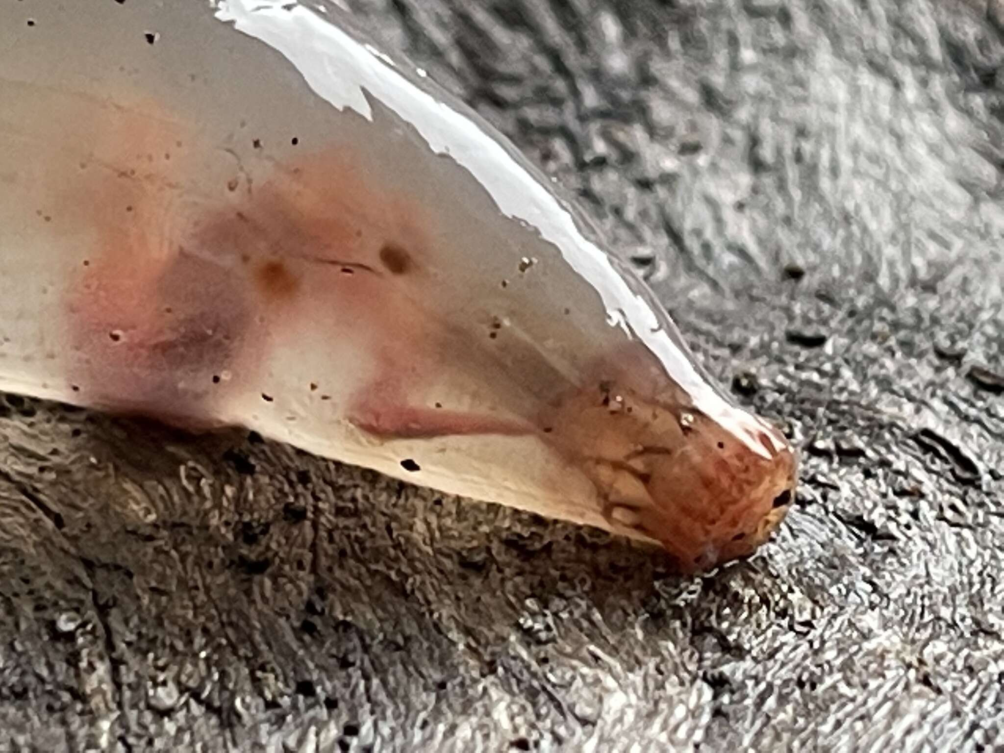 Image of rat-tailed fusiform sea cucumber