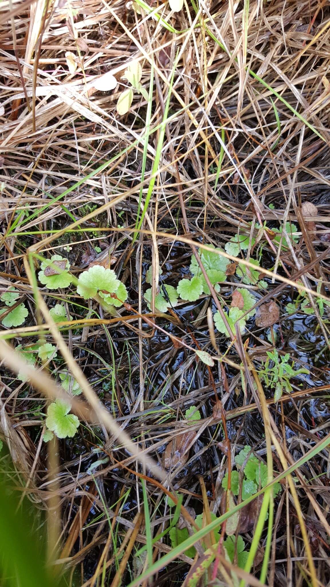 Image de Hydrocotyle americana L.