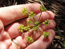 Image of shiny biscuitroot