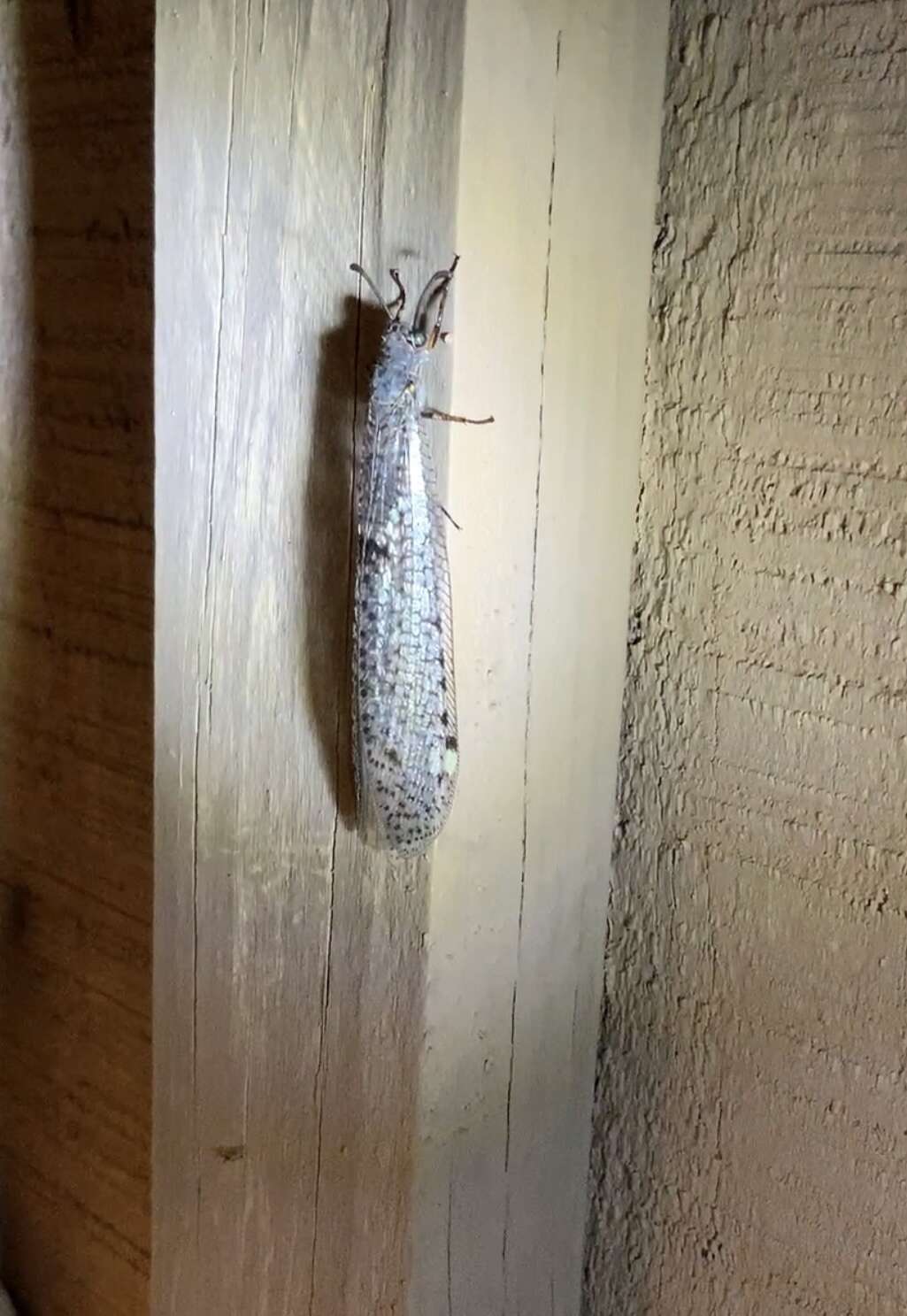 Image of New Zealand antlion