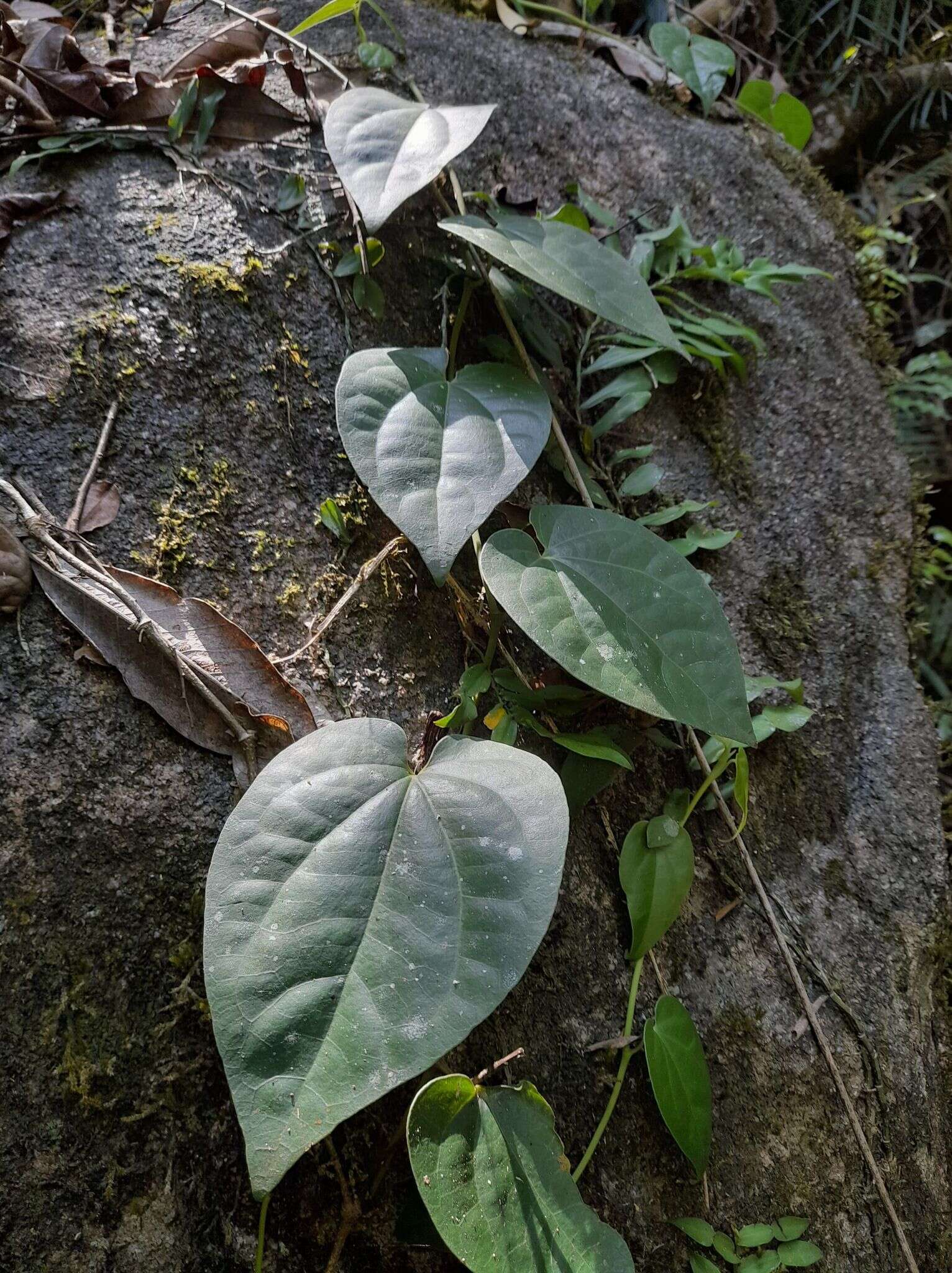 Plancia ëd Piper hederaceum (Miq.) C. DC.