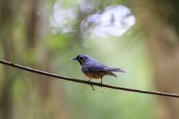 Image of Black-faced Monarch