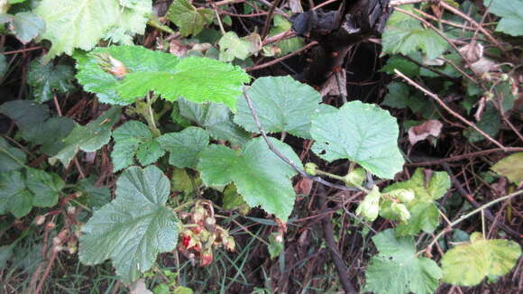 صورة Rubus moluccanus L.