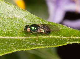 Image of Soldier fly