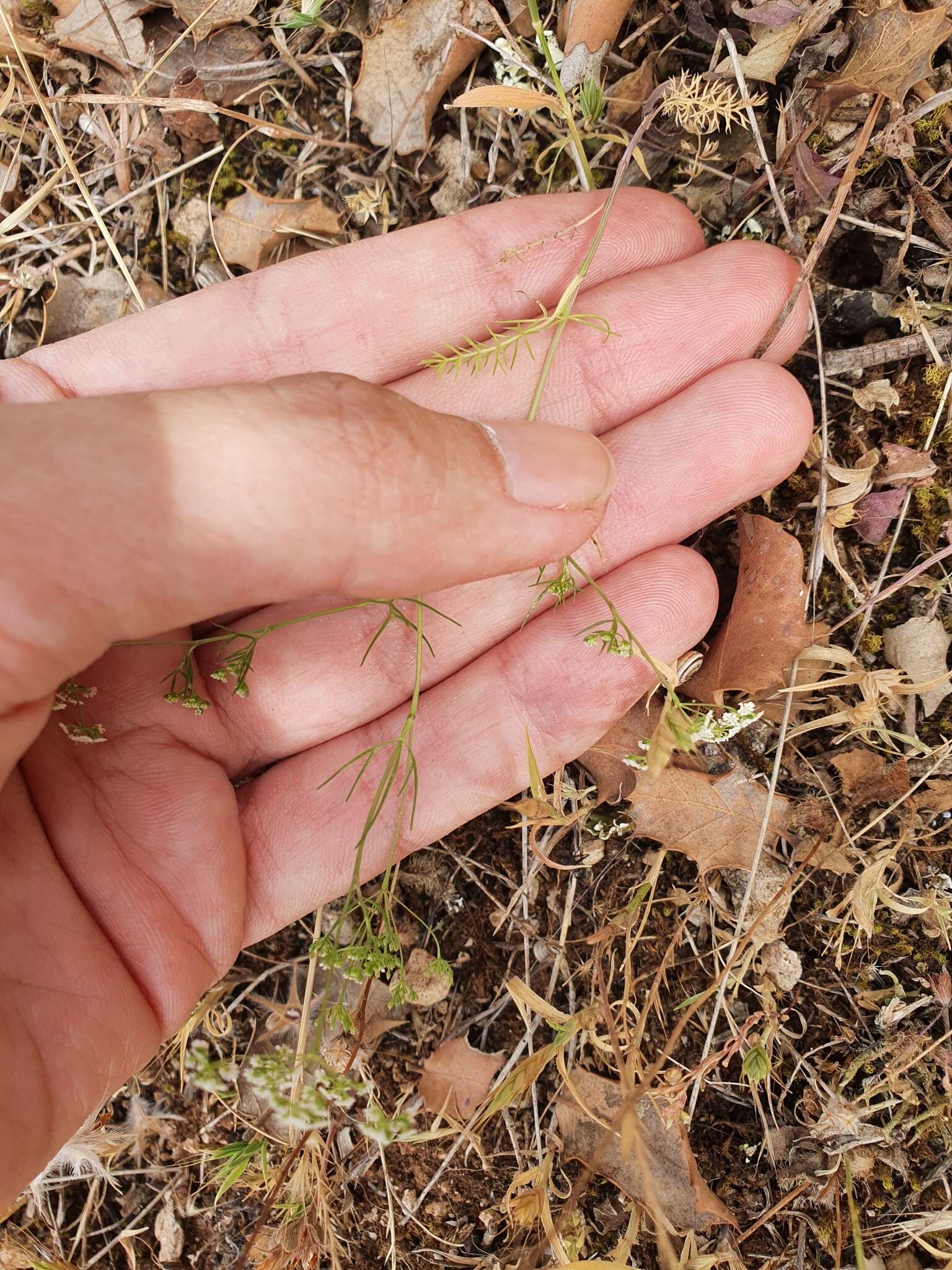 Image of Cerfolium