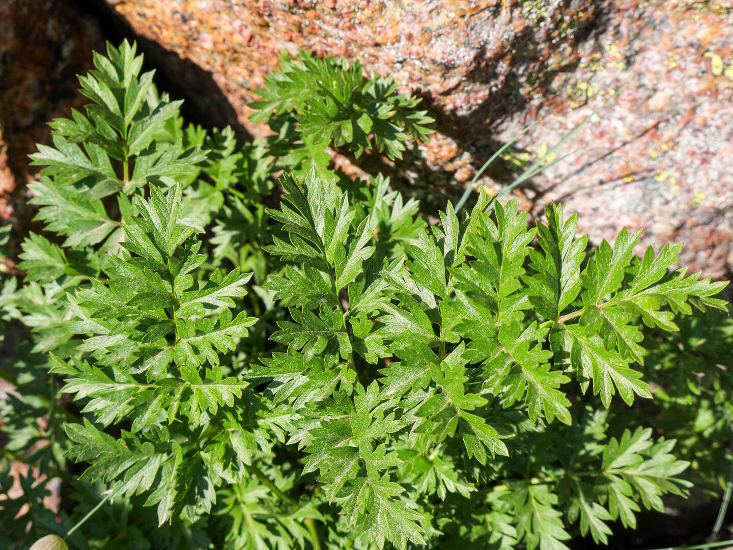 Image of Pulsatilla alpina subsp. cyrnea Gamisans