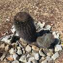 Image of Ferocactus chrysacanthus subsp. chrysacanthus