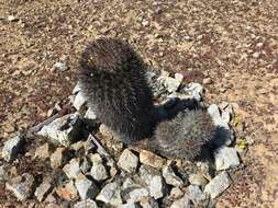 Ferocactus chrysacanthus subsp. chrysacanthus resmi