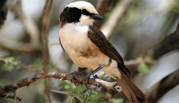 Image of Northern White-crowned Shrike