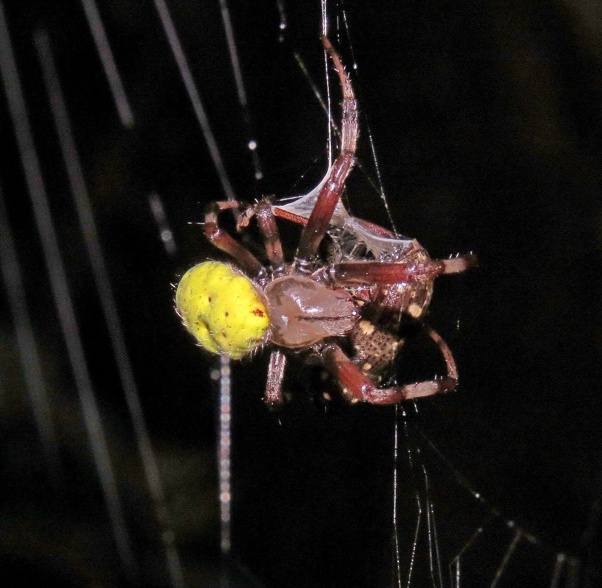 Image of Dubiepeira dubitata (Soares & Camargo 1948)