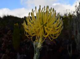 Image of Leucospermum reflexum var. luteum J. P. Rourke