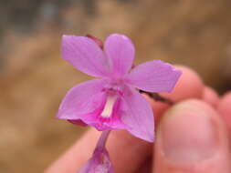 Image de Pseudolaelia geraensis Pabst