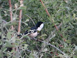 Image of Tropical Boubou