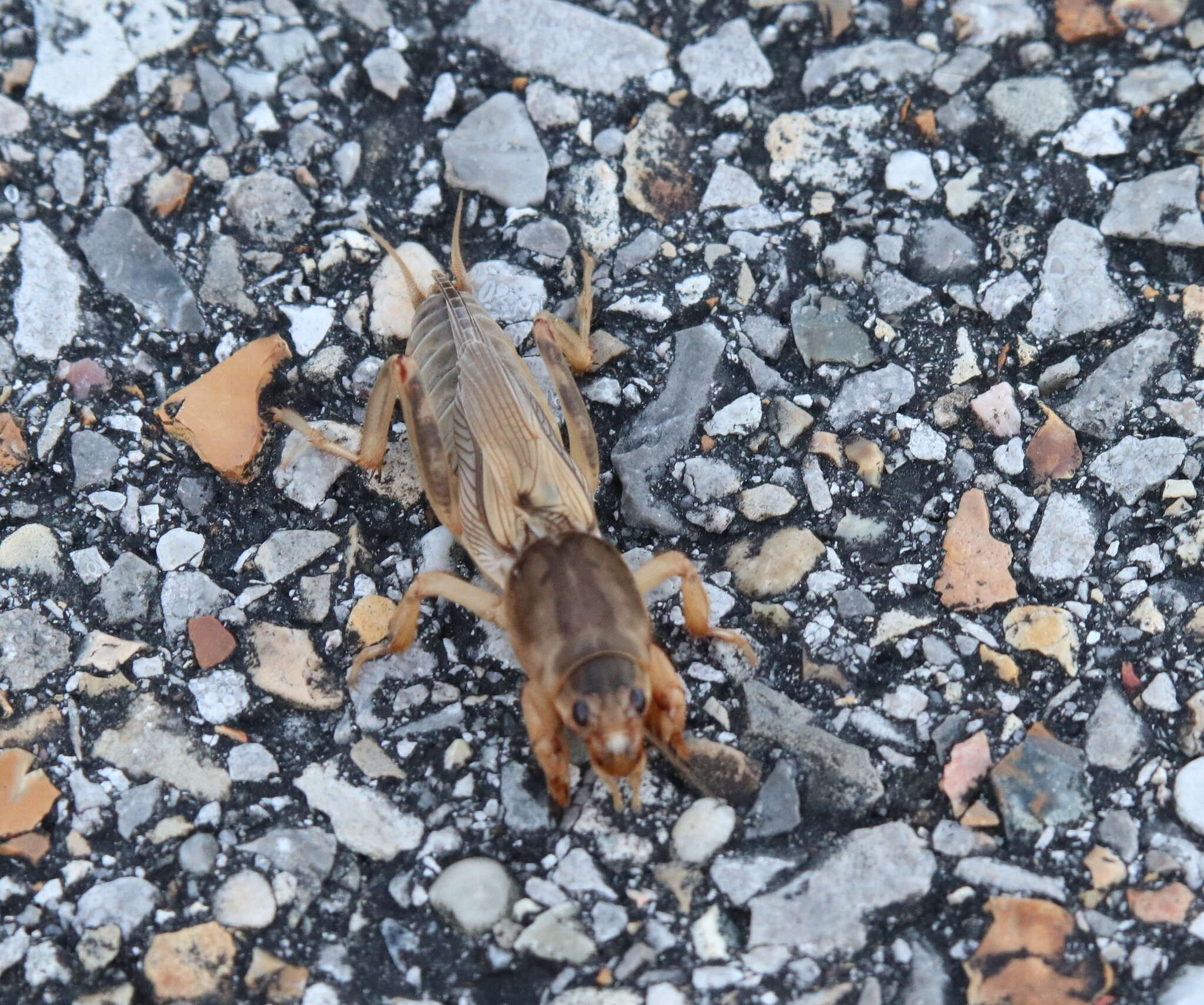 Image of Tawny Mole Cricket