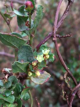 Image of Wirevine