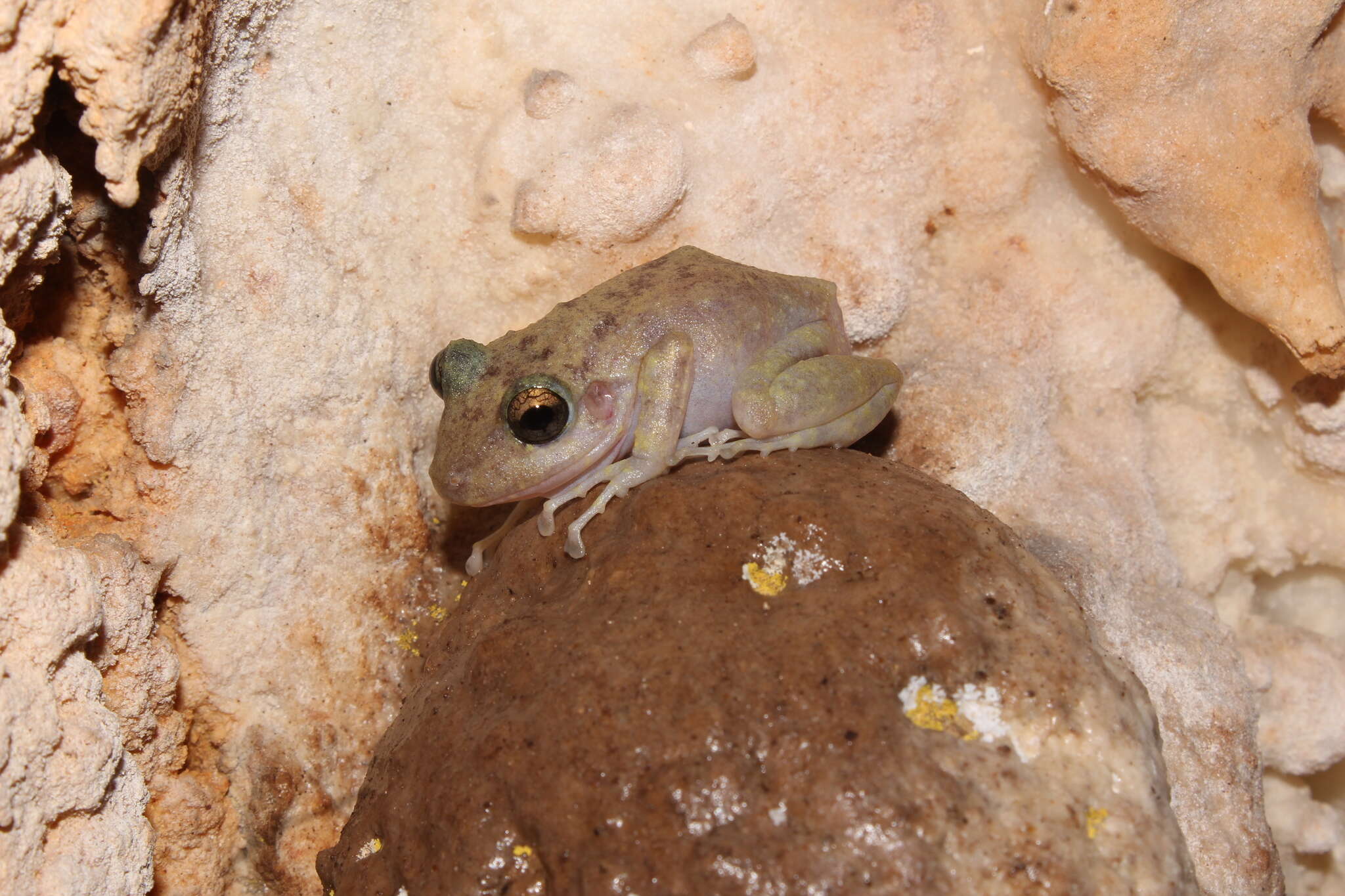 Image of Yucatan Rainfrog